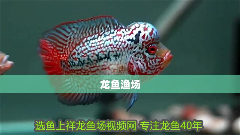 龍魚漁場