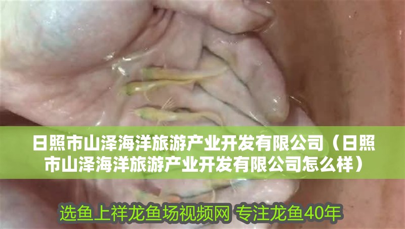 日照市山澤海洋旅游產(chǎn)業(yè)開(kāi)發(fā)有限公司（日照市山澤海洋旅游產(chǎn)業(yè)開(kāi)發(fā)有限公司怎么樣）