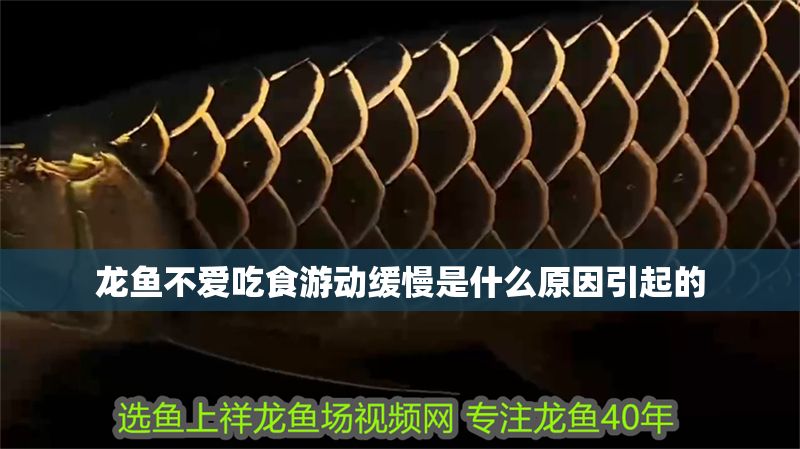 龍魚不愛吃食游動緩慢是什么原因引起的