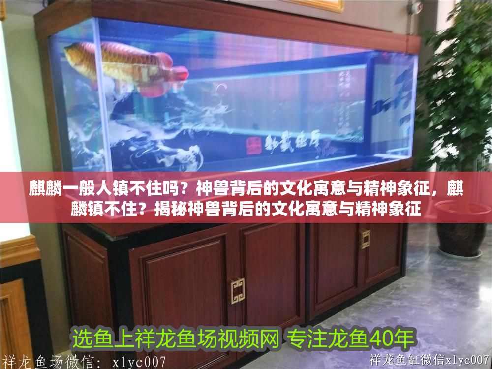 麒麟一般人鎮(zhèn)不住嗎？神獸背后的文化寓意與精神象征，麒麟鎮(zhèn)不住？揭秘神獸背后的文化寓意與精神象征