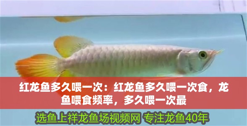 紅龍魚(yú)多久喂一次：紅龍魚(yú)多久喂一次食，龍魚(yú)喂食頻率，多久喂一次最