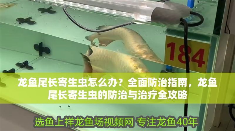 龍魚尾長寄生蟲怎么辦？全面防治指南，龍魚尾長寄生蟲的防治與治療全攻略