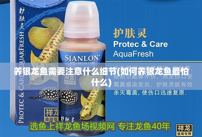 養銀龍魚需要注意什么細節(如何養銀龍魚最怕什么)