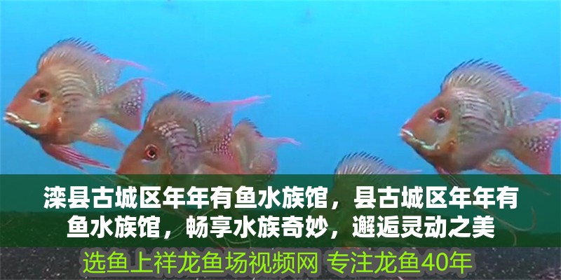 灤縣古城區(qū)年年有魚水族館，縣古城區(qū)年年有魚水族館，暢享水族奇妙，邂逅靈動之美