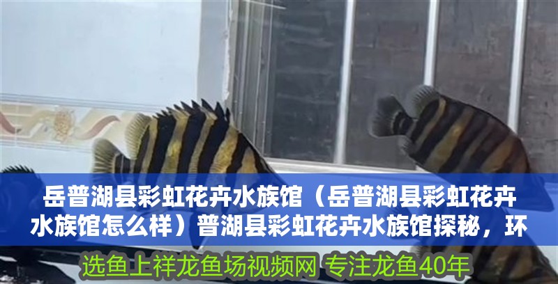 岳普湖縣彩虹花卉水族館（岳普湖縣彩虹花卉水族館怎么樣）普湖縣彩虹花卉水族館探秘，環(huán)境、特色