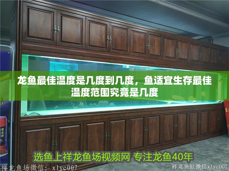 龍魚(yú)最佳溫度是幾度到幾度，魚(yú)適宜生存最佳溫度范圍究竟是幾度