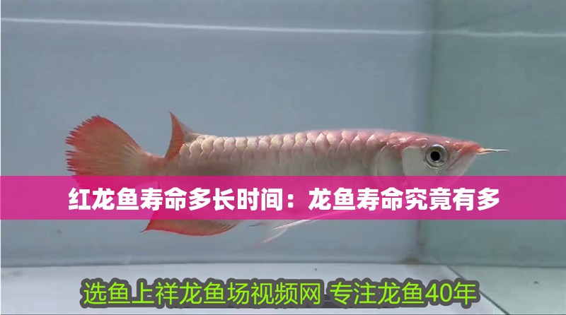 紅龍魚壽命多長時間：龍魚壽命究竟有多