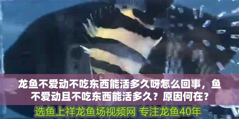龍魚不愛動不吃東西能活多久呀怎么回事，魚不愛動且不吃東西能活多久？原因何在？