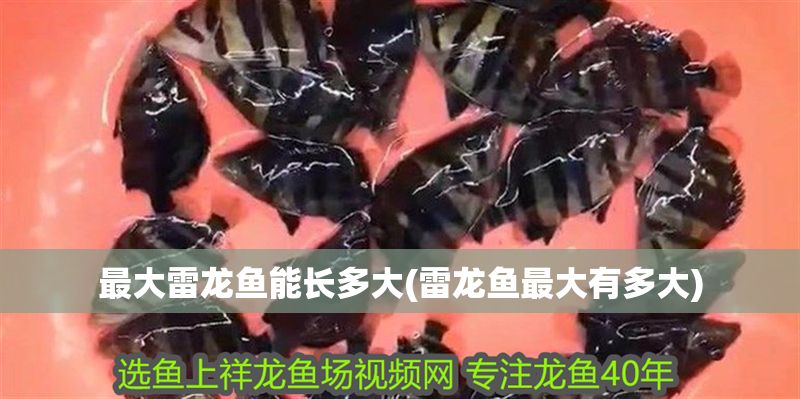 最大雷龍魚能長多大(雷龍魚最大有多大)