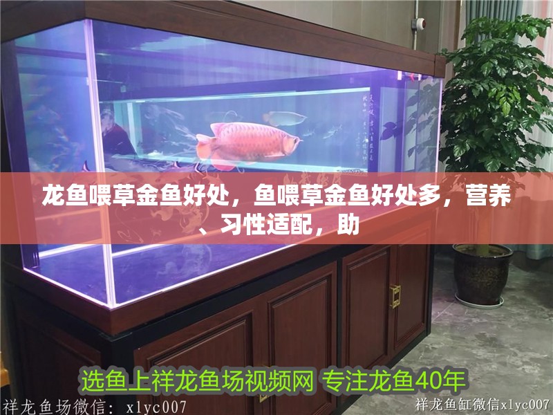 龍魚喂草金魚好處，魚喂草金魚好處多，營養、習性適配，助