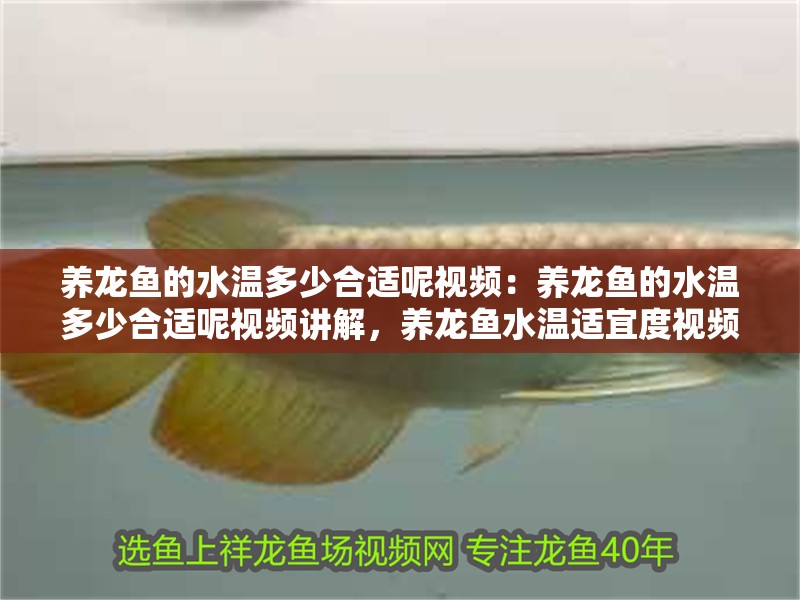 養龍魚的水溫多少合適呢視頻：養龍魚的水溫多少合適呢視頻講解，養龍魚水溫適宜度視頻講解