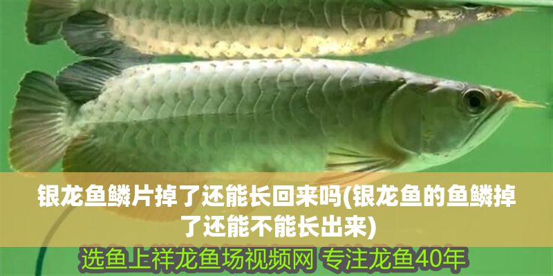 銀龍魚鱗片掉了還能長回來嗎(銀龍魚的魚鱗掉了還能不能長出來)