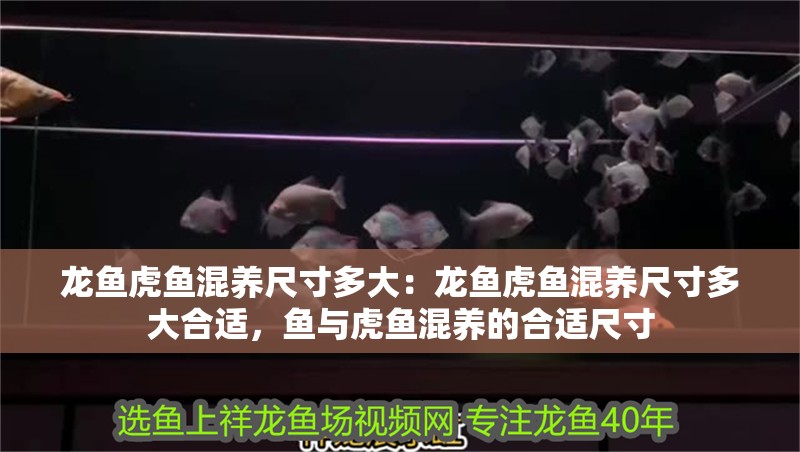 龍魚虎魚混養尺寸多大：龍魚虎魚混養尺寸多大合適，魚與虎魚混養的合適尺寸