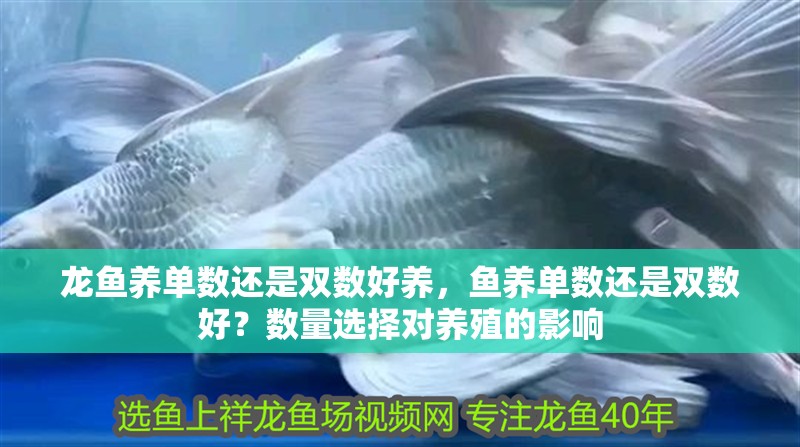 龍魚養單數還是雙數好養，魚養單數還是雙數好？數量選擇對養殖的影響