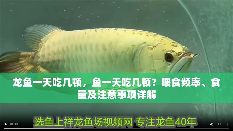 龍魚一天吃幾頓，魚一天吃幾頓？喂食頻率、食量及注意事項詳解