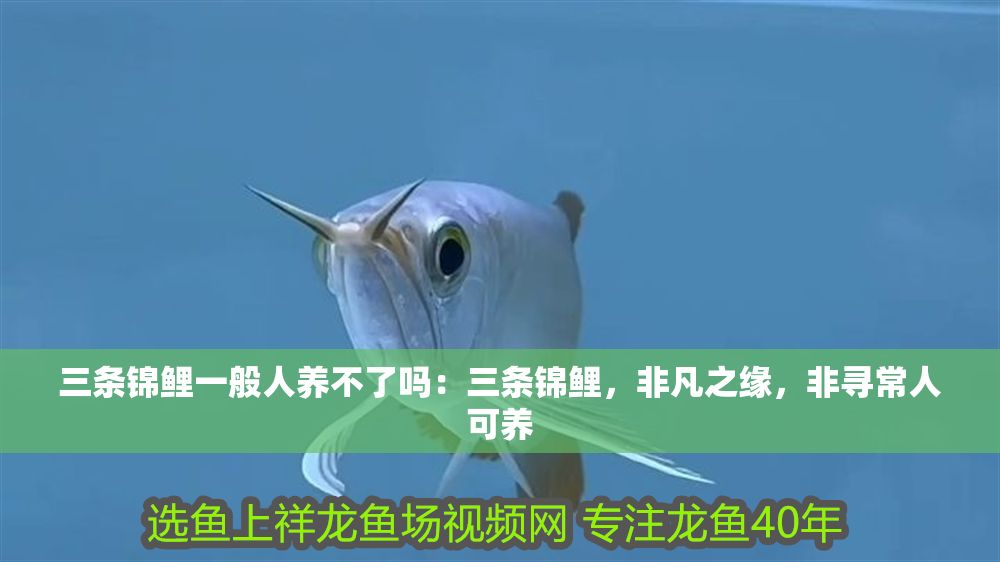 三條錦鯉一般人養不了嗎：三條錦鯉，非凡之緣，非尋常人可養