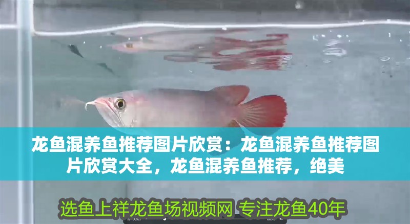 龍魚混養魚推薦圖片欣賞：龍魚混養魚推薦圖片欣賞大全，龍魚混養魚推薦，絕美