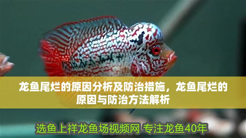 龍魚尾爛的原因分析及防治措施，龍魚尾爛的原因與防治方法解析 龍魚尾爛的原因分析及防治措施，龍魚尾爛的原因與防治方法解析 龍魚常見疾病 第1張
