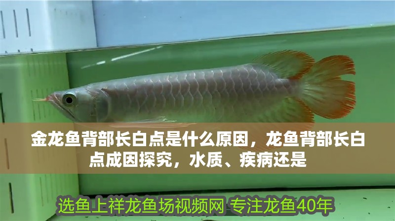金龍魚背部長白點(diǎn)是什么原因，龍魚背部長白點(diǎn)成因探究，水質(zhì)、疾病還是