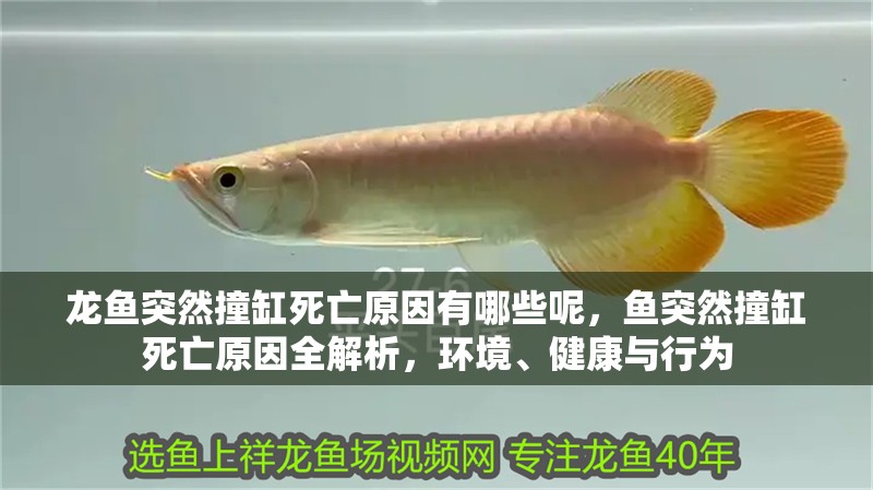 龍魚突然撞缸死亡原因有哪些呢，魚突然撞缸死亡原因全解析，環境、健康與行為