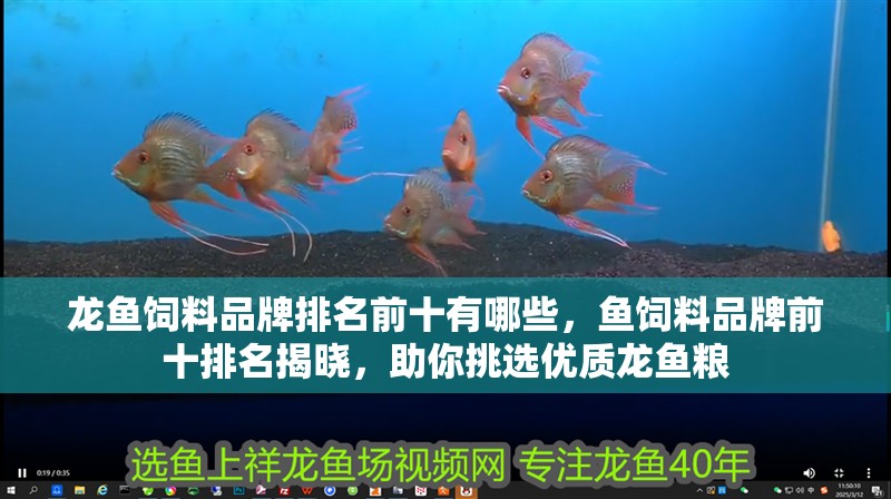 龍魚飼料品牌排名前十有哪些，魚飼料品牌前十排名揭曉，助你挑選優(yōu)質(zhì)龍魚糧