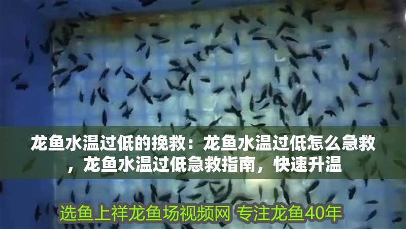 龍魚水溫過低的挽救：龍魚水溫過低怎么急救，龍魚水溫過低急救指南，快速升溫