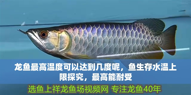 龍魚最高溫度可以達到幾度呢，魚生存水溫上限探究，最高能耐受