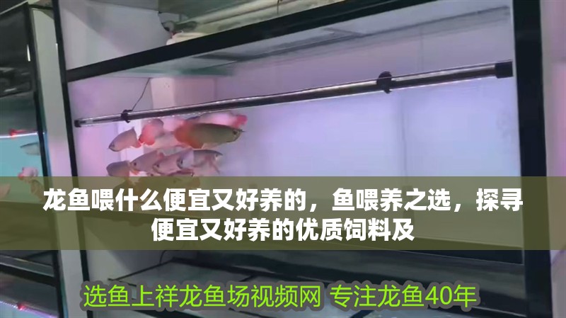 龍魚喂什么便宜又好養的，魚喂養之選，探尋便宜又好養的優質飼料及