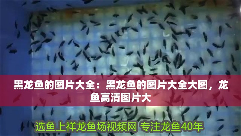 黑龍魚的圖片大全：黑龍魚的圖片大全大圖，龍魚高清圖片大