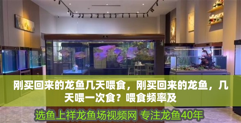 剛買回來的龍魚幾天喂食，剛買回來的龍魚，幾天喂一次食？喂食頻率及