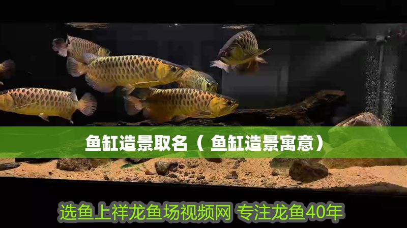 魚缸造景取名（ 魚缸造景寓意） 魚缸造景取名（ 魚缸造景寓意） 魟魚百科 第1張