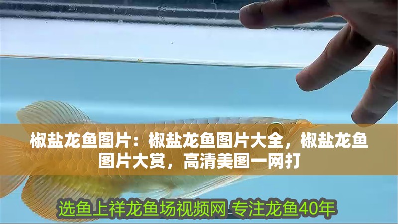 椒鹽龍魚圖片：椒鹽龍魚圖片大全，椒鹽龍魚圖片大賞，高清美圖一網打