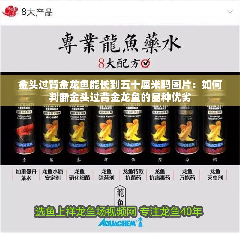 金頭過背金龍魚能長到五十厘米嗎圖片：如何判斷金頭過背金龍魚的品種優劣