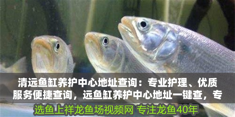 清遠魚缸養護中心地址查詢：專業護理、優質服務便捷查詢，遠魚缸養護中心地址一鍵查，專業護理優服輕松達