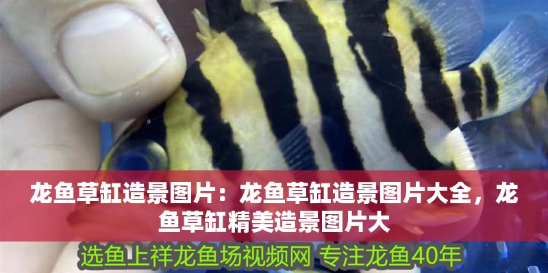 龍魚草缸造景圖片：龍魚草缸造景圖片大全，龍魚草缸精美造景圖片大