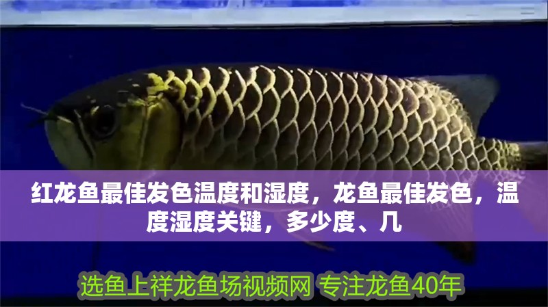 紅龍魚最佳發(fā)色溫度和濕度，龍魚最佳發(fā)色，溫度濕度關鍵，多少度、幾