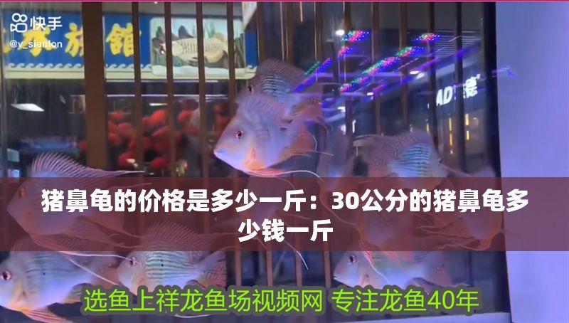 豬鼻龜?shù)膬r格是多少一斤：30公分的豬鼻龜多少錢一斤