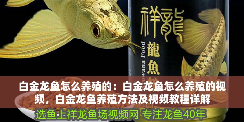 白金龍魚怎么養(yǎng)殖的：白金龍魚怎么養(yǎng)殖的視頻，白金龍魚養(yǎng)殖方法及視頻教程詳解