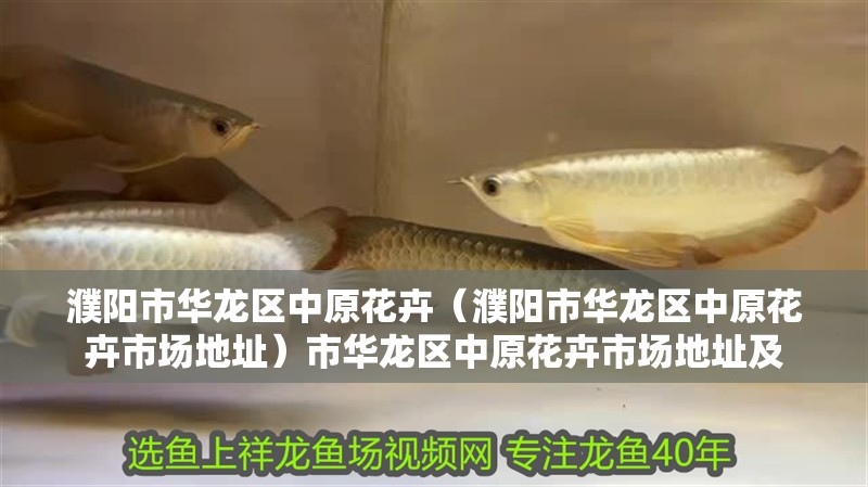 濮陽市華龍區中原花卉（濮陽市華龍區中原花卉市場地址）市華龍區中原花卉市場地址及