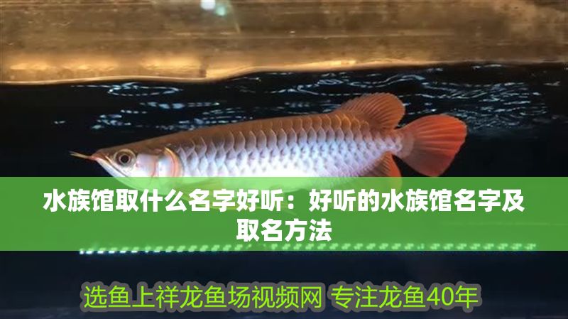 水族館取什么名字好聽：好聽的水族館名字及取名方法