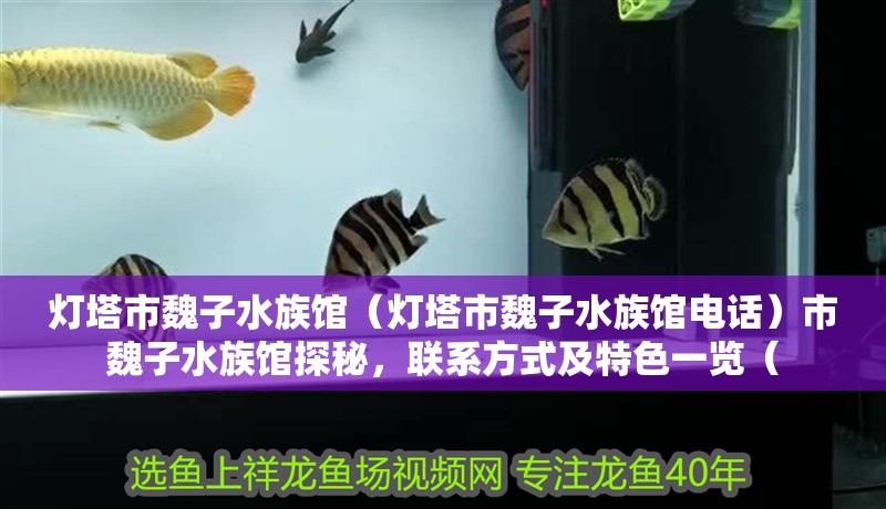 燈塔市魏子水族館（燈塔市魏子水族館電話）市魏子水族館探秘，聯系方式及特色一覽（ 燈塔市魏子水族館（燈塔市魏子水族館電話）市魏子水族館探秘，聯系方式及特色一覽（ 全國水族館企業名錄 第2張