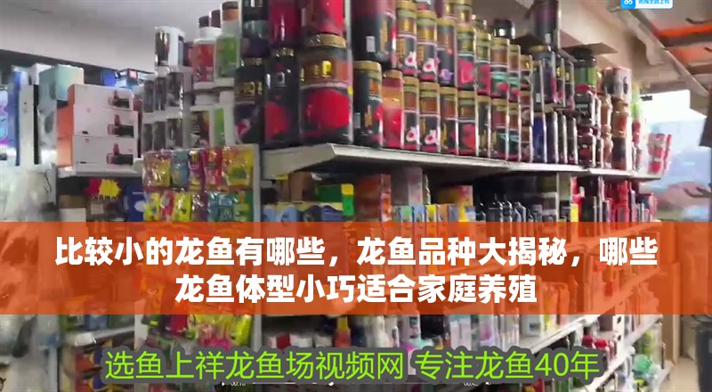 比較小的龍魚有哪些，龍魚品種大揭秘，哪些龍魚體型小巧適合家庭養(yǎng)殖