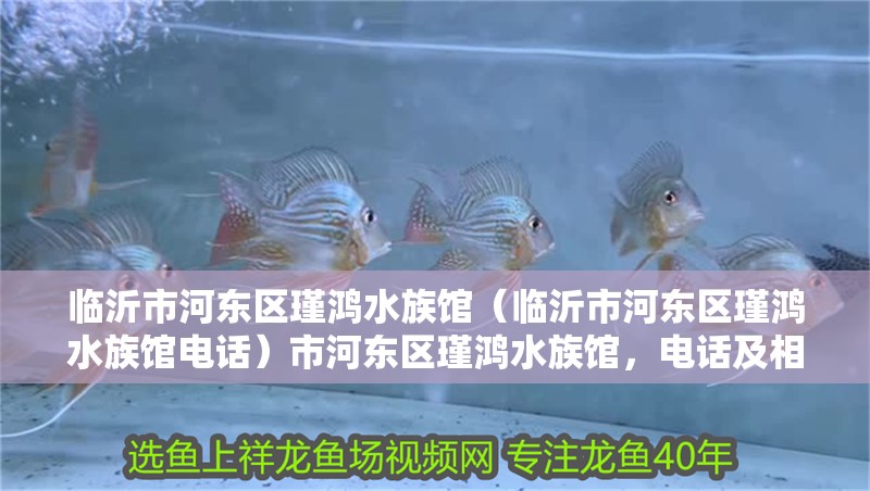 臨沂市河?xùn)|區(qū)瑾鴻水族館（臨沂市河?xùn)|區(qū)瑾鴻水族館電話）市河?xùn)|區(qū)瑾鴻水族館，電話及相關(guān)信息全知曉