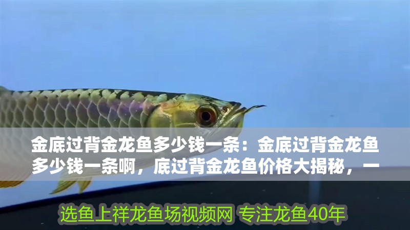 金底過背金龍魚多少錢一條：金底過背金龍魚多少錢一條啊，底過背金龍魚價格大揭秘，一條究竟值多少