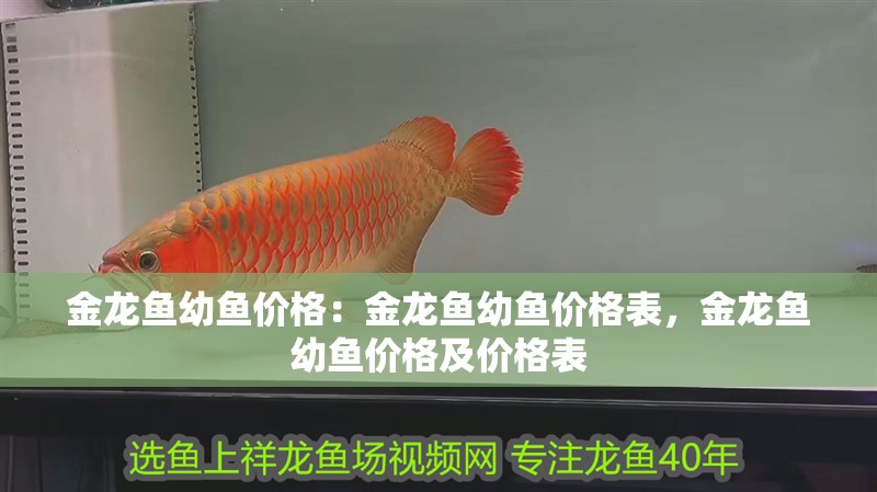 金龍魚幼魚價格：金龍魚幼魚價格表，金龍魚幼魚價格及價格表