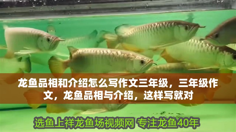 龍魚品相和介紹怎么寫作文三年級，三年級作文，龍魚品相與介紹，這樣寫就對