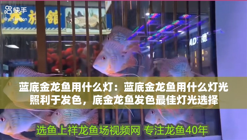 藍底金龍魚用什么燈：藍底金龍魚用什么燈光照利于發色，底金龍魚發色最佳燈光選擇