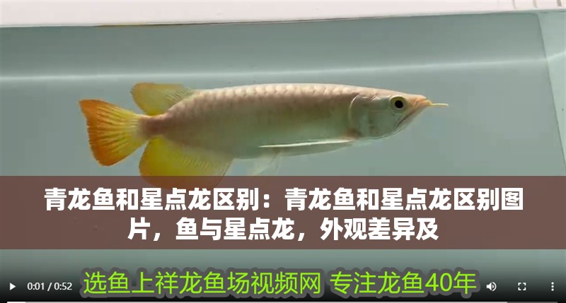 青龍魚和星點龍區別：青龍魚和星點龍區別圖片，魚與星點龍，外觀差異及