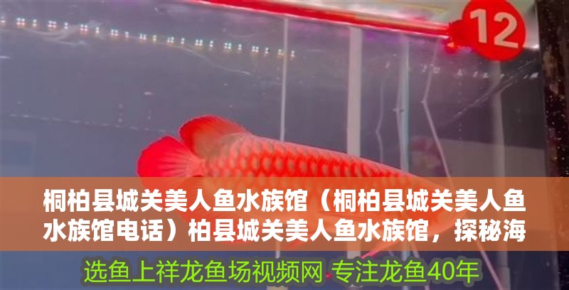 桐柏縣城關(guān)美人魚水族館（桐柏縣城關(guān)美人魚水族館電話）柏縣城關(guān)美人魚水族館，探秘海洋奇觀