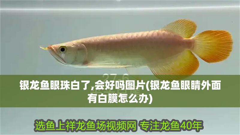 銀龍魚眼珠白了,會好嗎圖片(銀龍魚眼睛外面有白膜怎么辦)